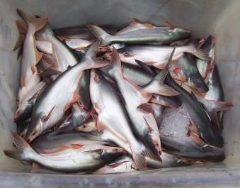 CHEAP CHEAP CHEAP QUALITY PRICE PANGASIUS WHOLE ROUND TO WORLD MARKET SKEPE - BF GLOBAL TRADING (PTY) LTD - South Africa