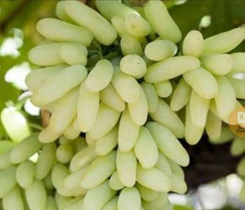 Fresh Grapes Origin India Color Green / Black Taste Sweet & Juicy Storage Temperature 0°c – 2°c Grade A Grade – Export - RAJMUDRA WORLDWIDE CONNECT - India