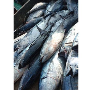 FRESH TUNA FISH /SKIPJACK TUNA/YELLOW from Growlentis Enterprise Limited FRESH TUNA FISH /SKIPJACK TUNA/YELLOW - Growlentis Enterprise Limited - Kenya