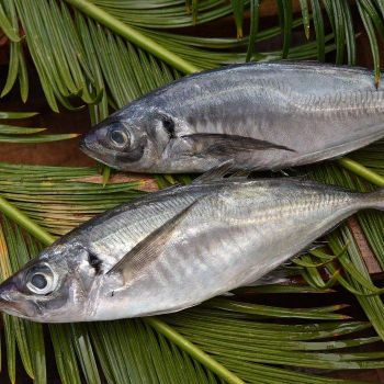 Frozen Horse Mackerel Body BQF Process KOSHER Certified Vacuum Pack 24 Months Shelf Life from TRADECENTRIC LLC Frozen Horse Mackerel Body BQF Process KOSHER Certified Vacuum Pack 24 Months Shelf Life - TRADECENTRIC LLC - United States
