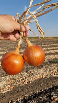 Fresh Onion – product photo, Fresh Shallot Onion products found from trusted suppliers, wholesalers, manufacturers & exporters Listing