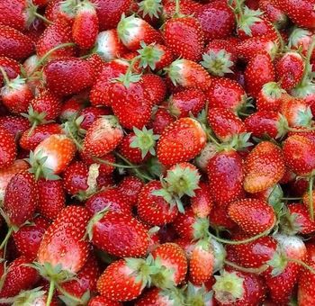 Fresh Strawberry - Lawana and Sons Supplies - South Africa
