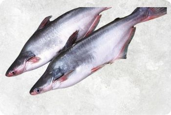 Frozen Pangasius Fillet Supplier From Vietnam - Food Link VN Co., LTD - Vietnam