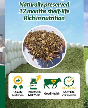MAIZE CORN SILAGE Grade A Packaging 100 KG Shelf Life 12 Months Nutritional Quality Highly Nutritious Preservation Method Naturally Preserved - TRIYAMBAK GENERAL TRADING - United Arab Emirates