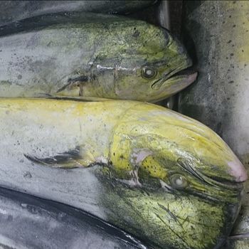 High Quality Mahi Mahi fillet skin on size 3/5 5up bls Origin Vietnam - NATURAL FOODS PLUS COMPANY LIMITED - Vietnam