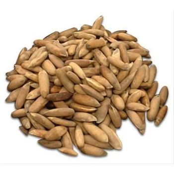 Bulk Pine Nuts for Sale Wholesale Affordable Premium Pine Seeds for Home Use Food Service and Retail - A.C.P. AGRICULTURE COMPANY LIMITED - Thailand