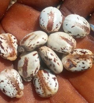 Castor Seeds (Castor Beans) Max. Moisture (%) 8% Max - Ebest Global Concepts Limited - United Kingdom