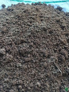 Cow dung powder - Green village cow dung - India