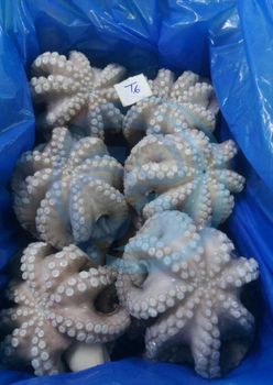 FROZEN OCTOPUS FLOWER - HIGH QUALITY - PT Savya Coco Provita - Indonesia