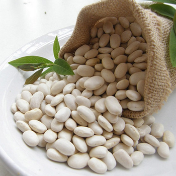 White Kidney Beans For Sale Shelf Life 2 Years Imperfect Grains 3%% Max Admixture Level 0.3%% Max Moisture Content 16.5%% Max - Farmers Cooperative Limited - Tanzania