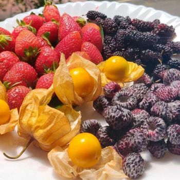 Factory Direct Wholesale Frozen Berries Bulk Mixed Berries with Black, Red Currants, Blackcurrants, and Cassis - Albakri Business Ltd - Canada