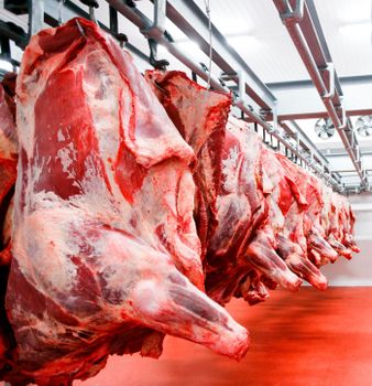FRESH BULL MEAT Beef Type BULL MEAT Texture Tender Flavor Natural Flavor, Tenderness Freeze Temperature -18°c Or Below Certification Halal Certified (on Request) - DABELU ENTERPRISES LIMITED - Kenya