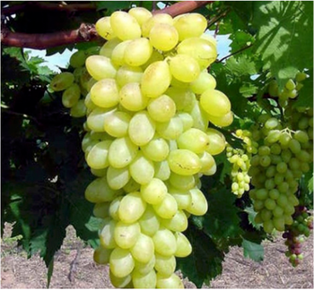 GRAPE THOMPSON - ART LOG MAROC - France