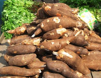 Cassava 10KG 送料込み a4236132a5e44a96a2043266638178