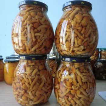 Aromatic Easy-Open Lid Nameko Canned Mushroom Pns for Lunch Boxes - Xixia Songlin Guye Co., Ltd - China