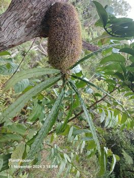 Live Myrmecodia erinacea (Ant Plant) from Papua from Papuan Plant Live Myrmecodia erinacea (Ant Plant) from Papua - Papuan Plant - Indonesia
