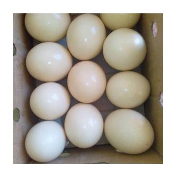 Chicken Eggs Ostrich Eggs, Chicken Eggs, Turkey Eggs Fresh Table Eggs Brown And White Farm -  CALIPSO POLSKA SP Z OO  - Poland
