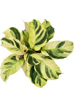 Live Ornamental Plants Calathea Louisae Thai Beauty Tray Plug - Foshan Sanshui Youngplants Co., Ltd. - China