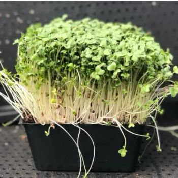 Naturix Broccoli Microgreen Seeds Vegetable Seeds for Growing - Guangxi Naturix Seed Co., Ltd. - China