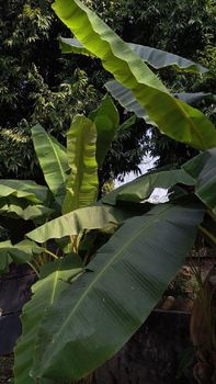 Banana leaves from Chiku Banana leaves - Chiku - India