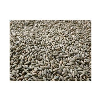 Rye grain wholesale bulk available at low competitive rates - MASI TRADING GMBH - Germany