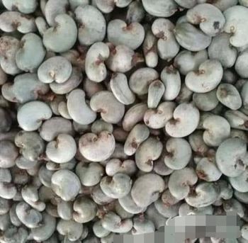 Raw  Cashew Nuts – product photo, Cashew Nut Kernel products found from trusted suppliers, wholesalers, manufacturers & exporters Listing