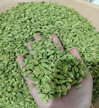Bulk Green Cardamom Exporter – Refined Premium Grade Natural Green Cardamom Pods for Wholesale Buyers, Food Manufacturers, Spice Traders, Tea Production, Herbal Applications and International Markets with Superior Quality, Freshness Assurance, Competitive Prices, Custom Packaging and Reliable Worldwide Shipping - agroturaspzoo - Poland