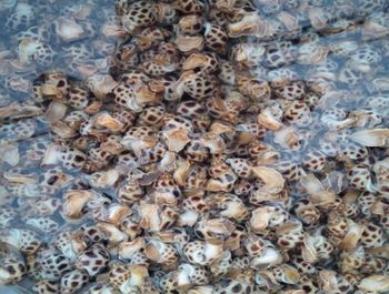 Babylonia Size Range 70/80, 100/110, 150/160 Price Type Ex-farm, Excluding Transportation Costs Price Per Kilogram 450,000 Vnd/kg For 70/80, 390,000 Vnd/kg For 100/110, 250,000 Vnd/kg For - Haisanvietnam - Vietnam