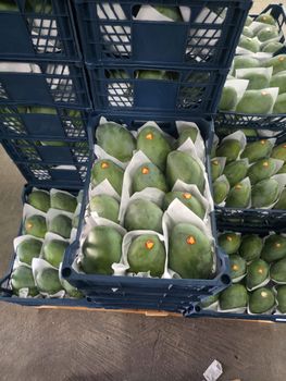 Mango Variety: Kent from AnthedonTrade Mango Variety: Kent - AnthedonTrade - Egypt