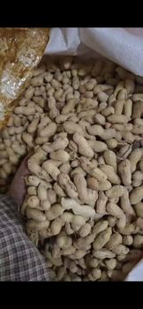dian Groundnuts (Peanuts) – In Shell & Shelled Kernels | Export Quality - Anecul Sales - India