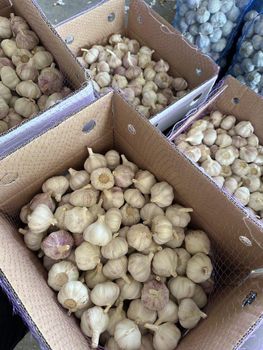 Fresh Garlic - Jinxiang fresh food co.,ltd - China