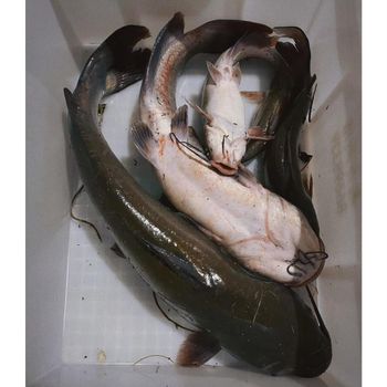 Frozen Catfish IQF Processed Seafood Product Offering 100% Natural Taste And Fresh Frozen Quality Standards - TOSOH INTERNATIONAL - South Africa