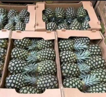 fresh pineapple - PT. PAN AGRO SEJAHTERA - Indonesia