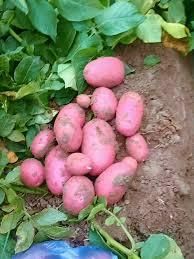 Esmee Potato - RAZILITY TRADELON (SMC-Private) Limited - Pakistan