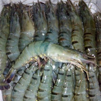 2022 Fresh Seafood Black Giant Tiger Prawn Shrimp For Sale frozen shrimp from Bangladeshi - ASIAN IMPORT AND EXPORT CO. - Bangladesh