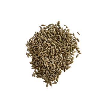 Wholesale rye grain bulk available for global buyers - MASI TRADING GMBH - Germany