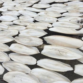 High quality Cuttlefish Bone Pet Supplies Pet Food Calcium for Birds Reptiles Pet Supplements Medicine Medical Use Bird Cage - BWE (M) SDN. BHD. - Malaysia