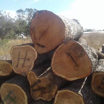 Vaneer White oak logs for timber from FIREWOOD BEECH ASH OAK LIMITED Vaneer White oak logs for timber - FIREWOOD BEECH ASH OAK LIMITED - Bulgaria
