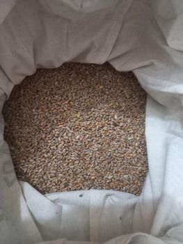 Wheat - Mamosovitz & Gichuki Import-Export - Kenya