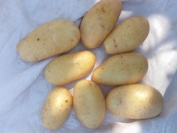 Potato, Onion, Mango. Delivery Form Bag - Jamal foodstuff trading - Pakistan