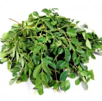 Moringa Leaf Powder - PT RAMU PADU NUSANTARA - Indonesia