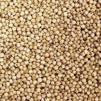 Natural Sorghum Grain With High Protein Content And Ideal For Animal Feed And Human Consumption from THE GREEN INTERNATIONAL LIMITED Natural Sorghum Grain With High Protein Content And Ideal For Animal Feed And Human Consumption - THE GREEN INTERNATIONAL LIMITED - Tanzania
