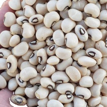 Sortex High Quality Brown Eye Vigna Beans Cowpea Lobiya White Dried Chawali Beans Black Beans Type - UNIPHOS INTERNATIONAL LIMITED - India