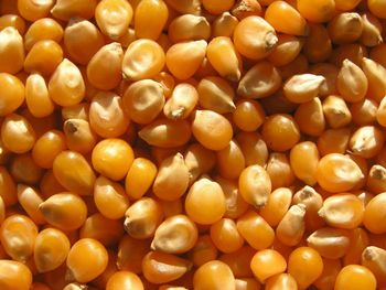 Wholesale Price GMO White Corn Best Dried Yellow Corn for Animal Feed Bulk Supply GMO Cultivation Type Cheap Price - AGRONOVA - United States