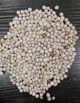 Pigeon pea from Debora LLC Pigeon pea - Debora LLC - Nigeria