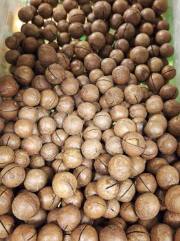 Premium Quality Organic Macadamia Nuts German Specialty Best Kernels Fresh Natural Non-GMO Healthy Export at Best Prices - VERTEX TRADING LIMITED - United Kingdom