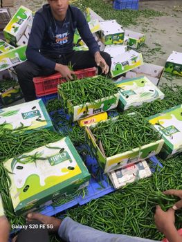 G4 Green chilly - Bumi Organic Exim - India