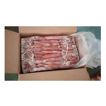 Hot Selling Price Frozen Whole Loligo Squid (Seafood) in Bulk - Exigentelaxia Unipessoal Lda - Portugal