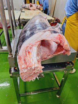 Fresh Tuna H&G Texture Firm And Elastic Size Range 30 Kg Up And 20-30 Kg Skin Condition Shiny, Natural Coloration Odor Fresh, Mild Ocean Smell (no - East Bay International (Pvt) Ltd - Sri Lanka