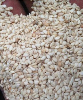 Sesame Seed Origin Nigeria Purity 95 To 98 Percent Moisture Content 5 Percent Oil Content 40 To 45 Percent Color Clean White / Milky - GLVI LTD  - Nigeria